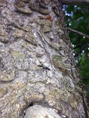 Aulacidae