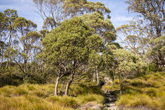 Eucalyptus subcrenulata