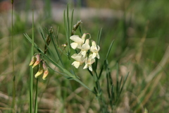 Lathyrus pannonicus