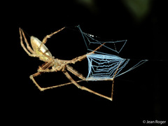 Menneus neocaledonicus