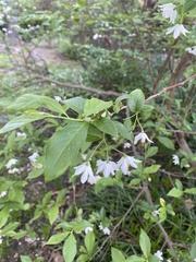 Styracaceae