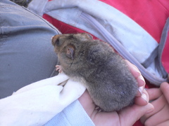 Burramys parvus