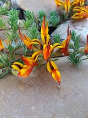 Lotus berthelotii