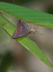 Hasora taminatus