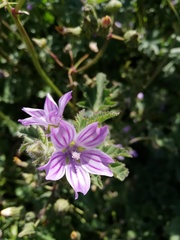 Malva sylvestris