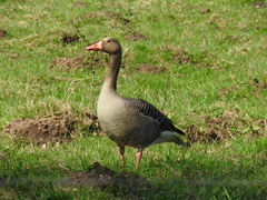 Anser anser