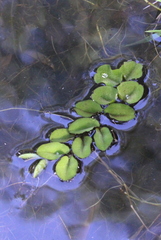 Salvinia molesta