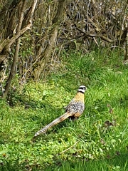 Syrmaticus reevesii