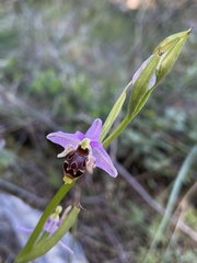 Ophrys oestrifera minuscula