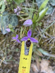 Ophrys oestrifera minuscula