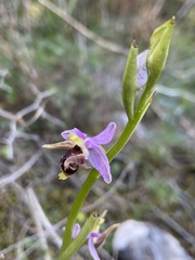 Ophrys oestrifera minuscula