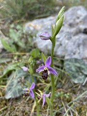 Ophrys oestrifera minuscula