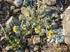 Odontarrhena tortuosa