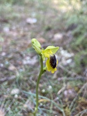 Ophrys lutea phryganae