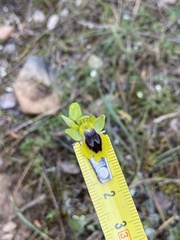 Ophrys lutea phryganae