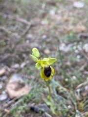 Ophrys lutea phryganae