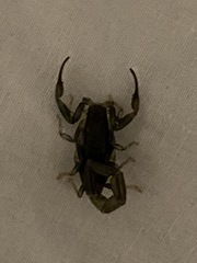 Uroplectes flavoviridis