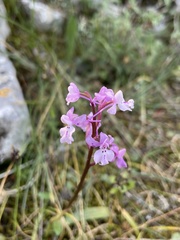 Orchis quadripunctata