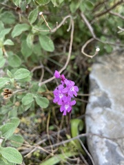 Orchis quadripunctata