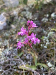 Orchis quadripunctata