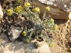 Odontarrhena tortuosa