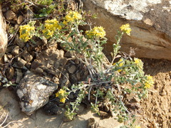 Odontarrhena tortuosa