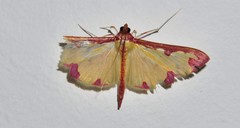 Cadarena pudoraria