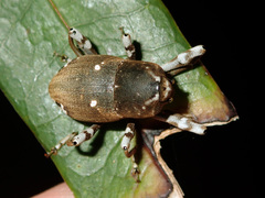 Anomocerus coquereli