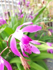 Bletilla