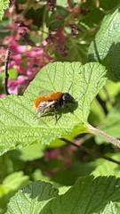 Andrena fulva