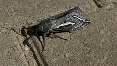 Abantiades argentata