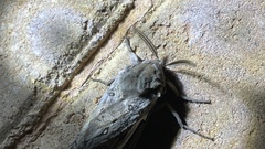 Abantiades argentata