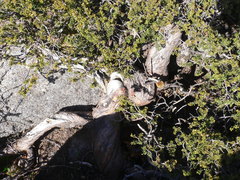 Podocarpus lawrencei