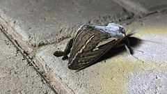 Abantiades argentata