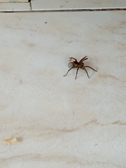 Araneae