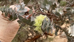 Eucalyptus kruseana