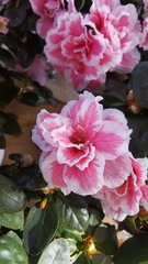 Rhododendron japonicum