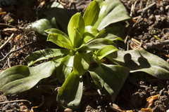 Heloniopsis orientalis