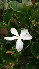 Carissa macrocarpa