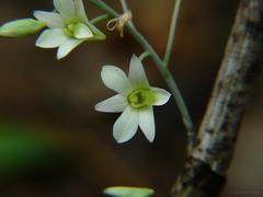 Dendrobium ovatum