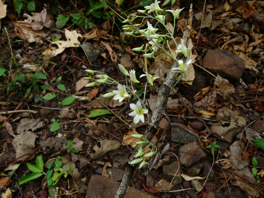 Dendrobium ovatum (L.) Kraenzl. 4