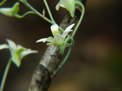 Dendrobium ovatum