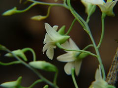 Dendrobium ovatum