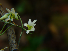 Dendrobium ovatum