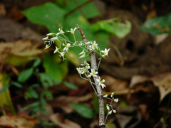Dendrobium ovatum
