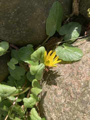 Ficaria verna
