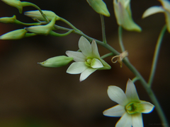 Dendrobium ovatum