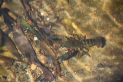 Euastacus