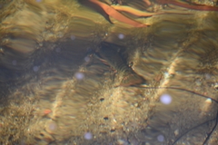 Euastacus