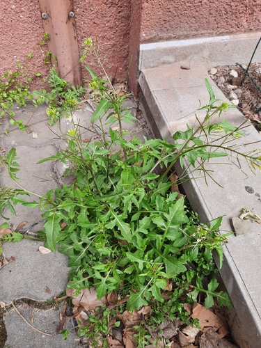 Sisymbrium irio iNat (1)